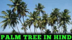 Palm Tree In Hindi