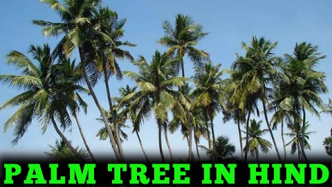 Palm Tree In Hindi