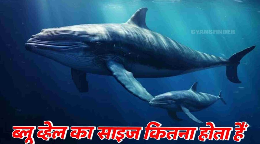 Blue whale ki kahani duniya ka sabse bada jeev